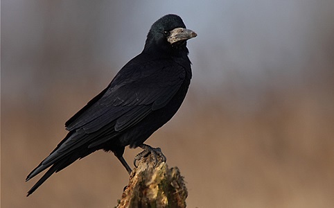 Image: https://www.vadalarm.hu/img/blog/vetesivarju.jpg